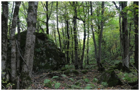 Ադրբեջանը Հայաստանի տարածքում անտառներ է հատում․ իշխանությունն ու բնապահպան ակտիվիստները լռում են